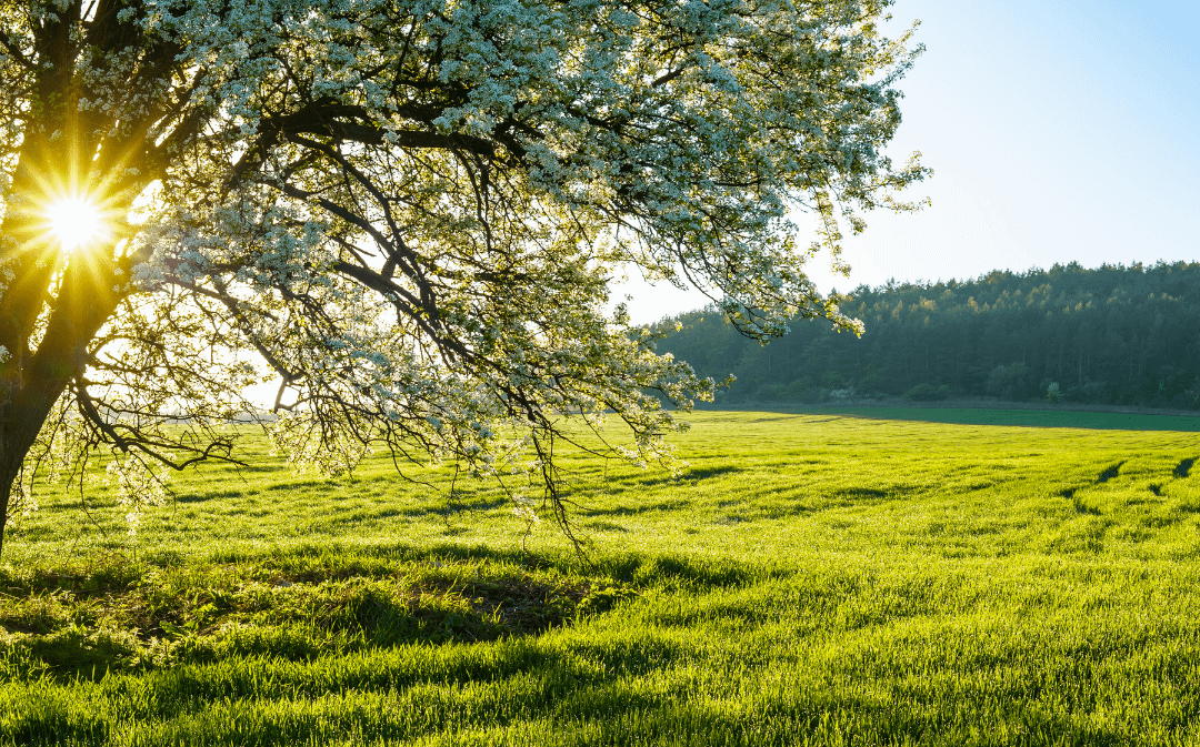 Sonnenlicht strömt durch einen blühenden Baum über eine grüne Wiese – Symbol für Neubeginn, energetische Reinigung und Frühlingsklarheit