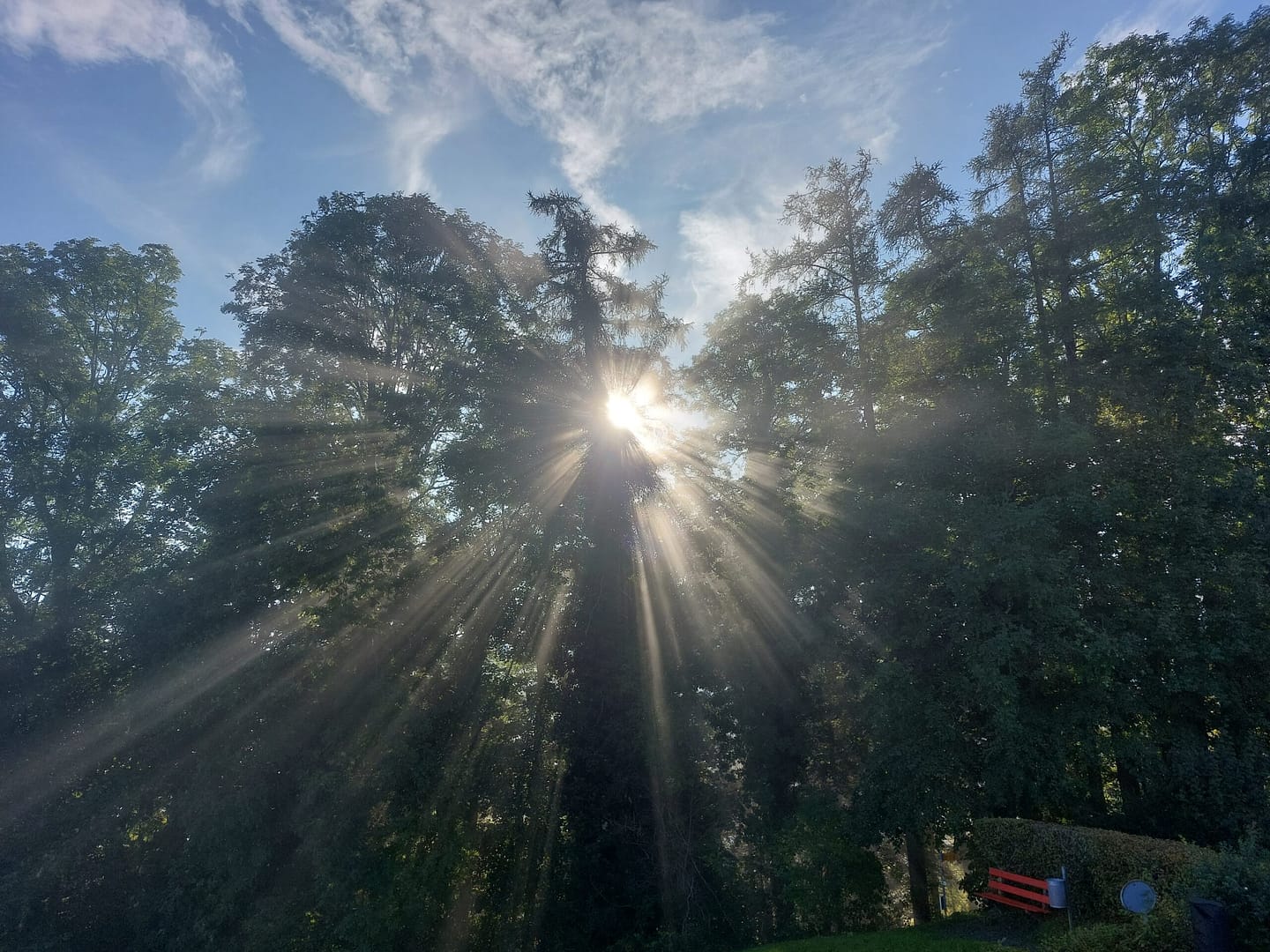 Sonnenstrahlen brechen durch hohe Bäume und leuchten in alle Richtungen