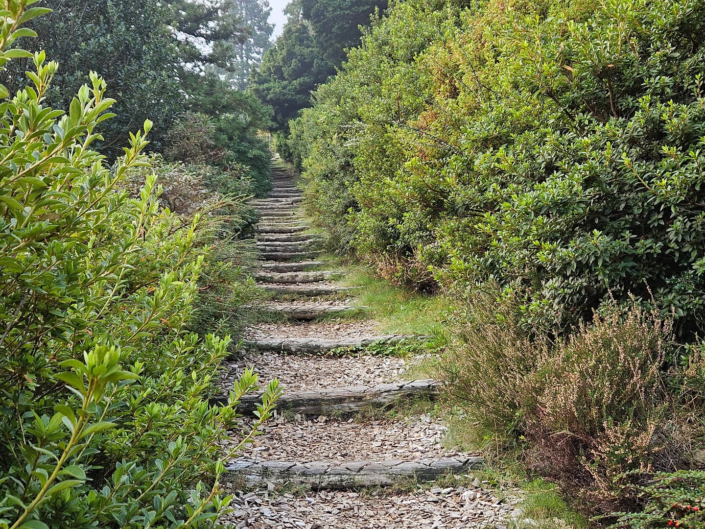 Steintreppe führt aufwärts durch grüne Vegetation im Parco San Grato - Symbol für schrittweise Business-Transformation