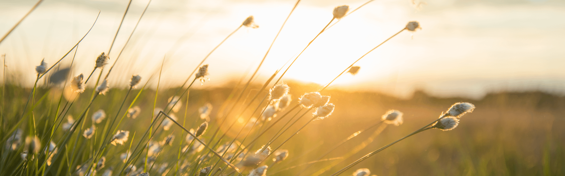 goldene Wiese