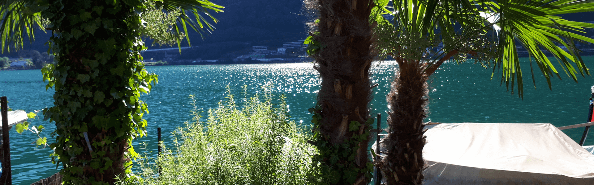 Blick durch Palmen und grüne Pflanzen auf einen türkisfarbenen See mit glitzerndem Sonnenlicht – Symbol für Klarheit, Leichtigkeit und Inspiration im Business