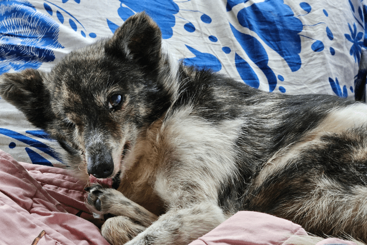 Buddy, ein geretteter Hund mit nur einem Auge, voller Lebensfreude und Kraft – Begleiter im Business-Alltag von Denise Sonderegger.